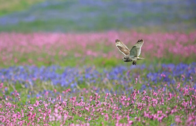Short-eared owl with a vole flying over a field of red campion and bluebells, Skomer Island by Bret Charman