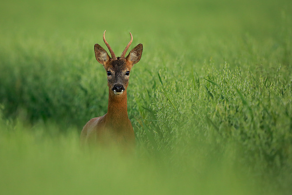 Roe deer buck in field of oats, Hampshire, South Downs National Park (Bret Charman)
