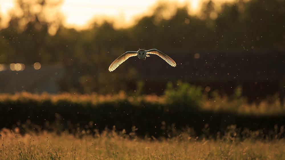 Barn owl hunting over meadow in Hampshire