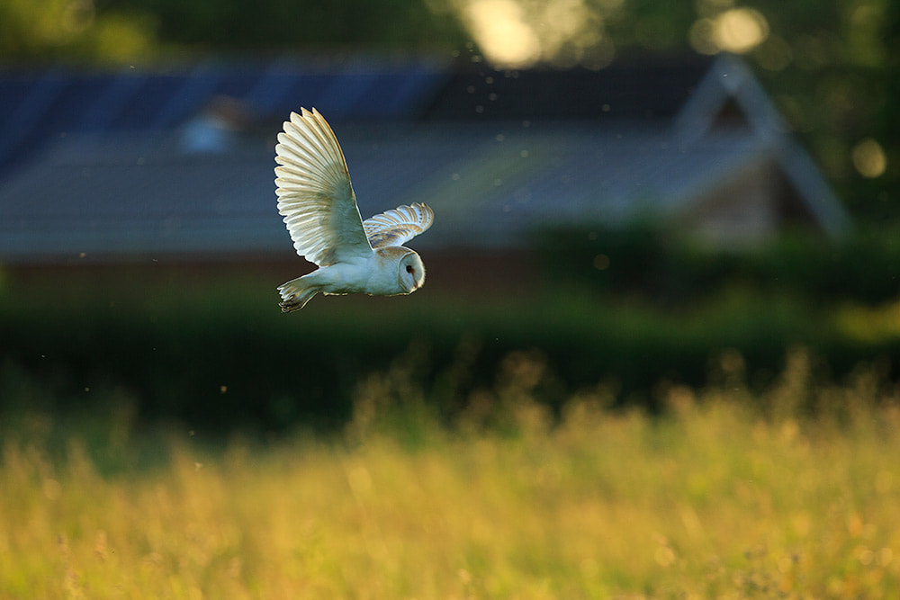 Barn owl flying across a meadow at sunset