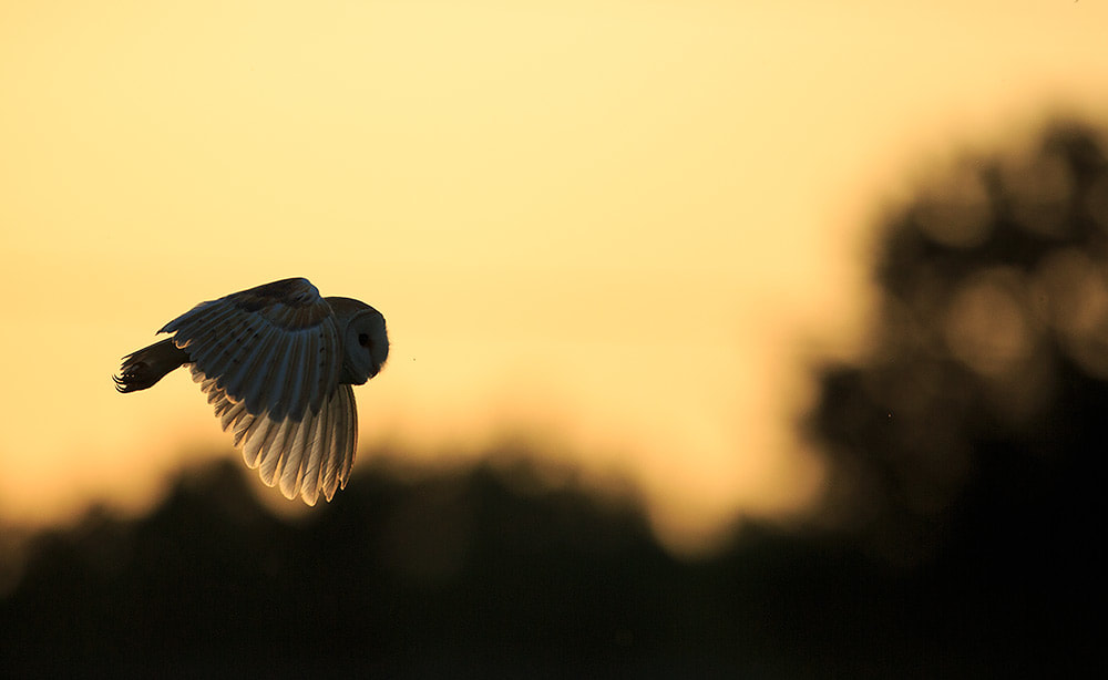 Barn owl backlit by the setting sun in Hampshire