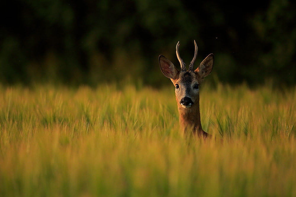 Roe deer buck in barley, Hampshire, South Downs National Park (Bret Charman)