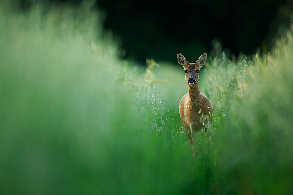 Roe deer in field of oats, Hampshire, South Downs National Park (Bret Charman)