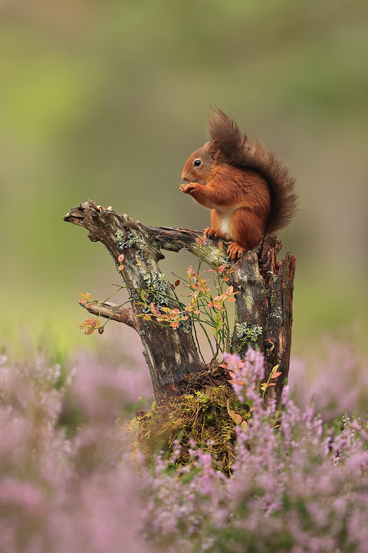 Red squirrel portrait on tree stump with heather, Cairngorms (Bret Charman)