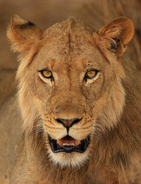 Immature male lion, Mana Pools National Park, Zimbabwe (Bret Charman)
