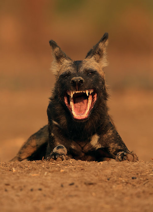 Yawning African wild dog, Mana Pools National Park (Bret Charman)