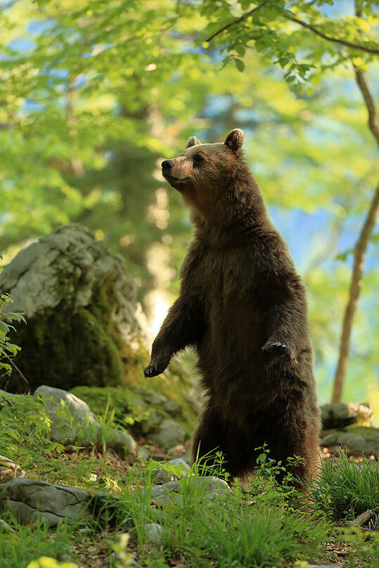 Standing brown bear, Slovenia (Bret Charman)