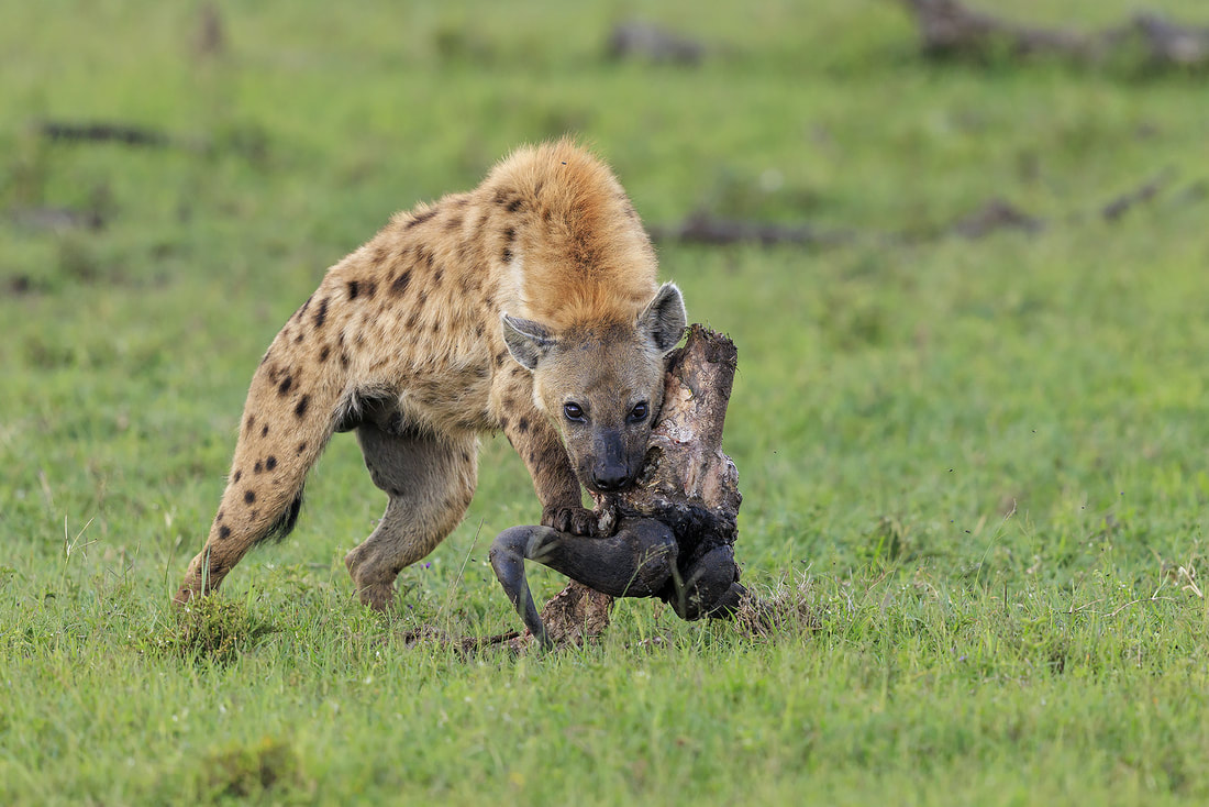 Young spotted hyena with wildebeest skull, Ol Kinyei Conservancy, Kenya by Bret Charman
