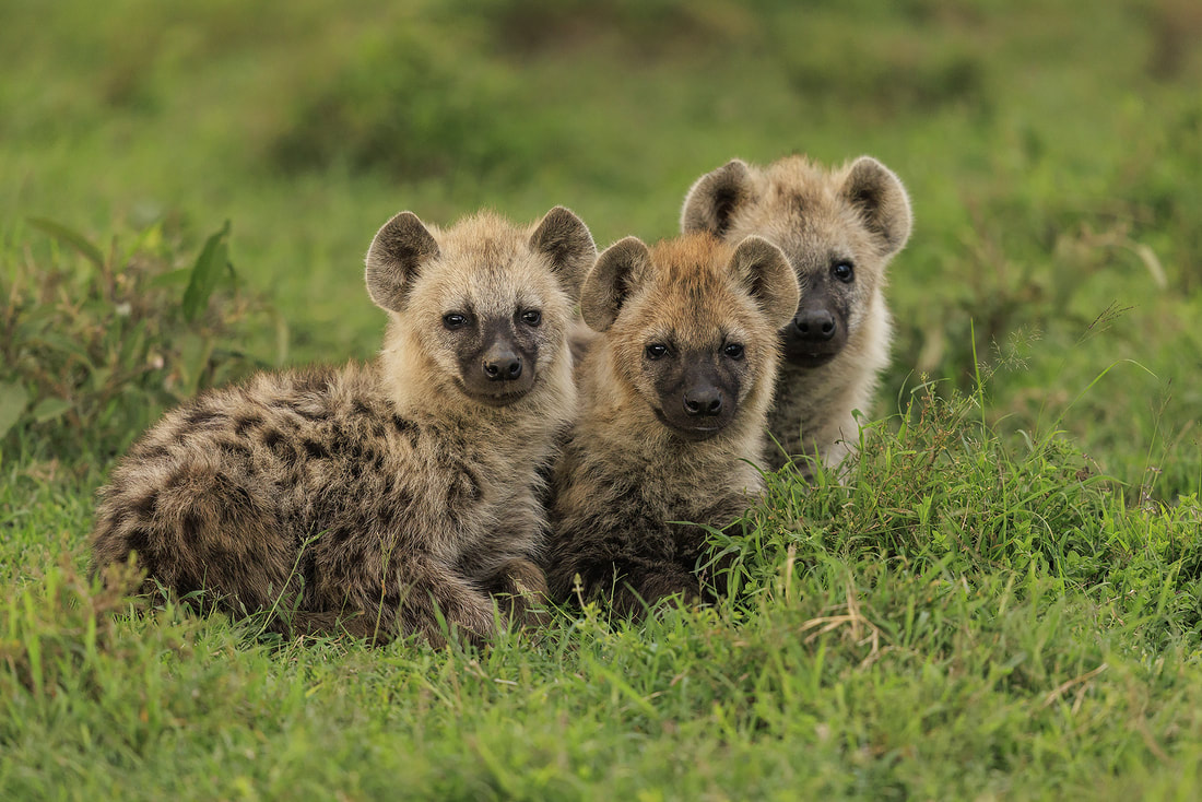 Spotted hyena cubs, Ol Kinyei Conservancy, Kenya by Bret Charman