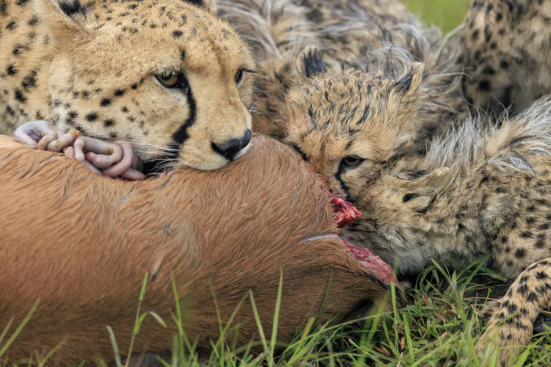 Cheetah family feeding on impala, Olare Motorogi Conservancy, Kenya by Bret Charman