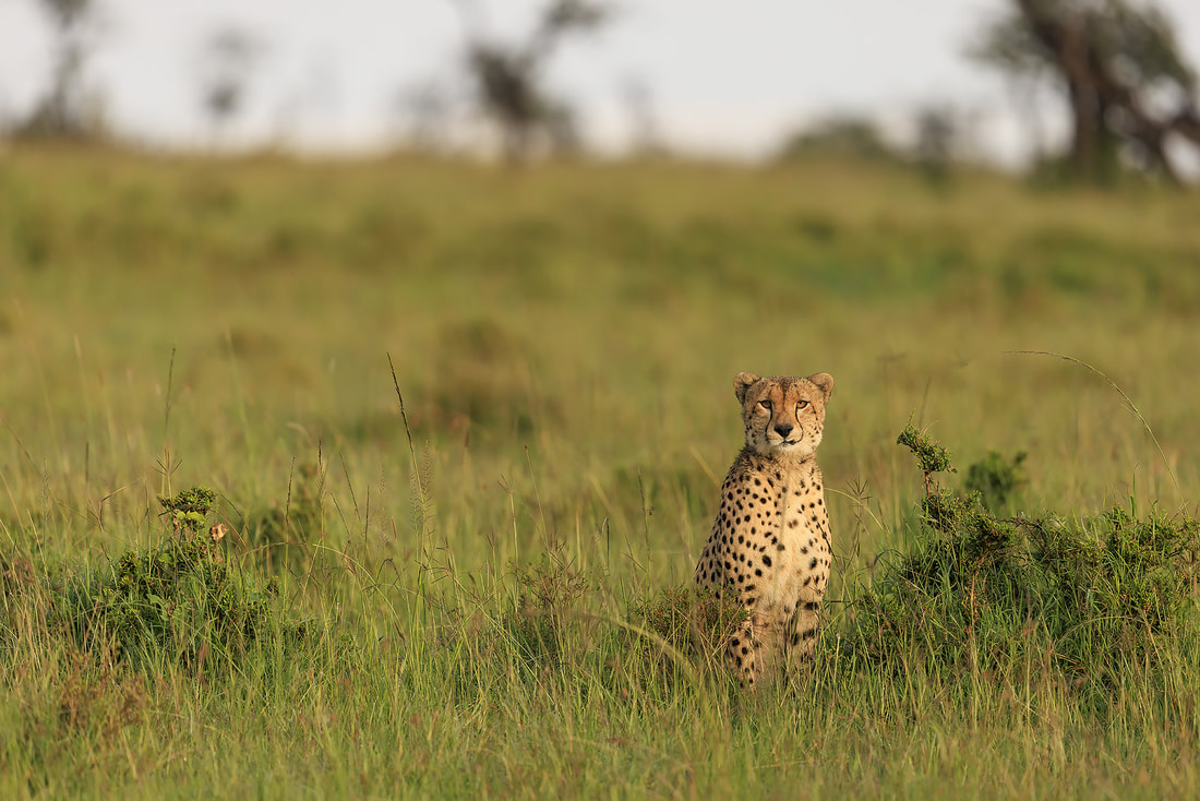Male cheetah, Olare Motorogi Conservancy, Kenya by Bret Charman