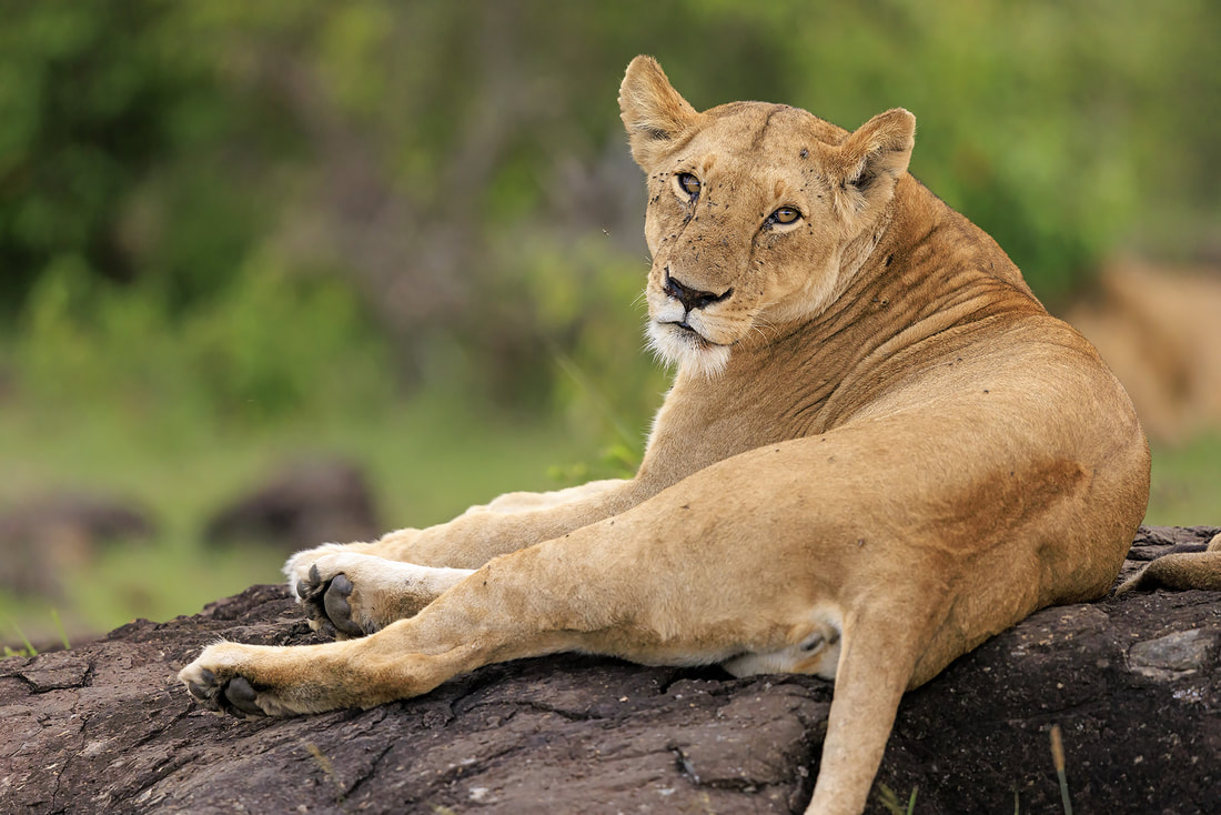 Lioness resting on rock, Olare Motorogi Conservancy, Kenya by Bret Charman