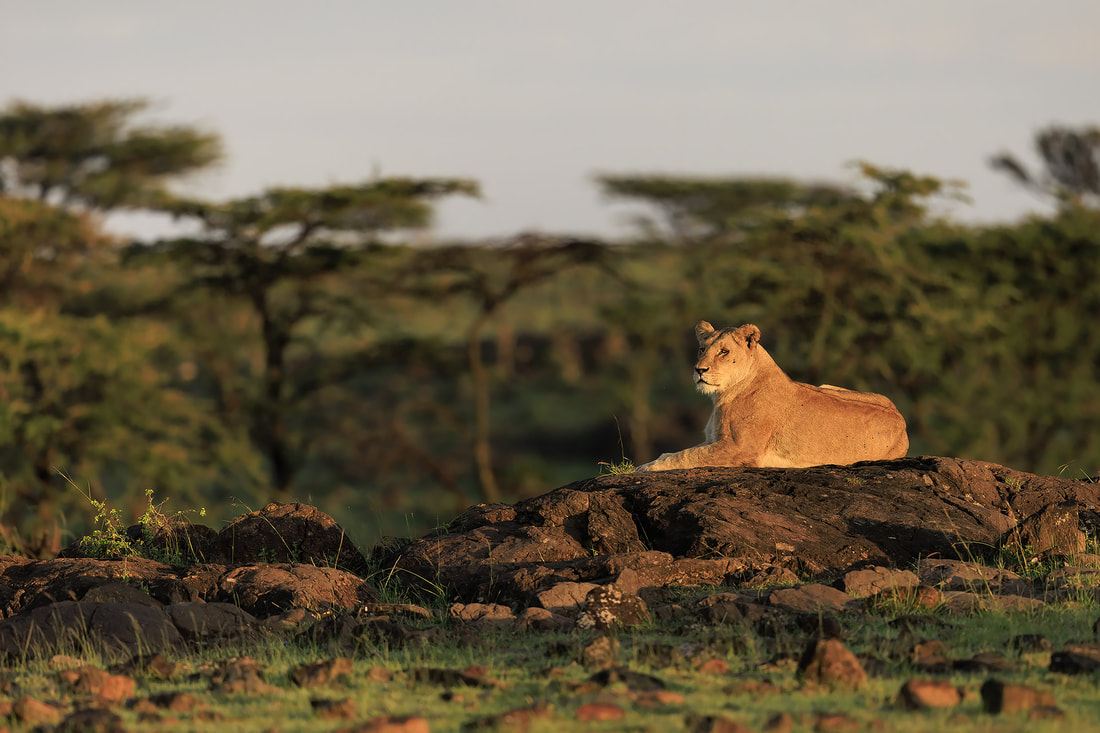 Lioness resting on rocky ridgeline, Olare Motorogi Conservancy, Kenya by Bret Charman