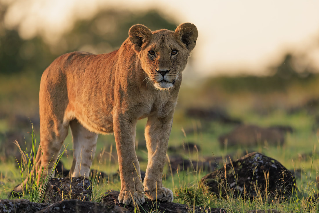 Young lion standing on rocky ridgeline, Olare Motorogi Conservancy, Kenya by Bret Charman