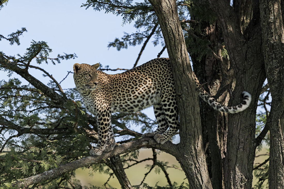 Leopard in tree, Olare Motorogi Conservancy, Kenya by Bret Charman