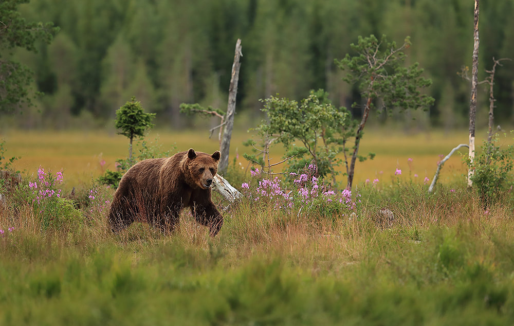 Brown bear in Finland by Bret Charman