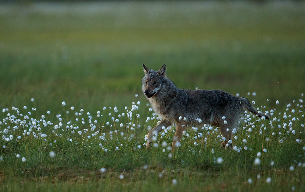 Wolf in cotton grass, Finland