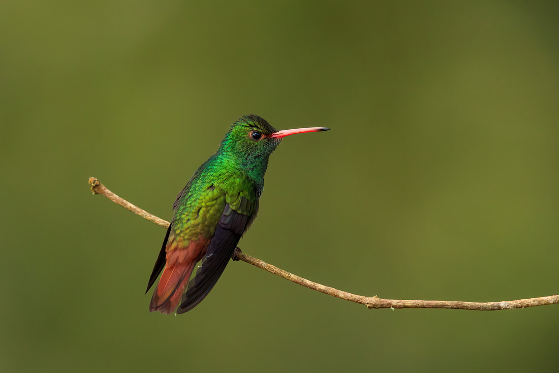 Rufous-tailed hummingbird, Colombia by Bret Charman