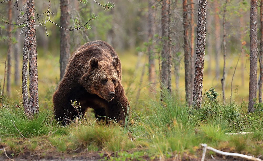Bear in Finland by Bret Charman