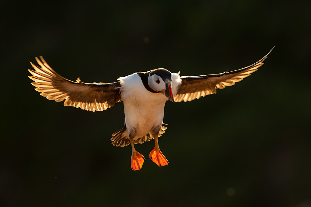 Backlit puffin coming in to land on Skomer Island