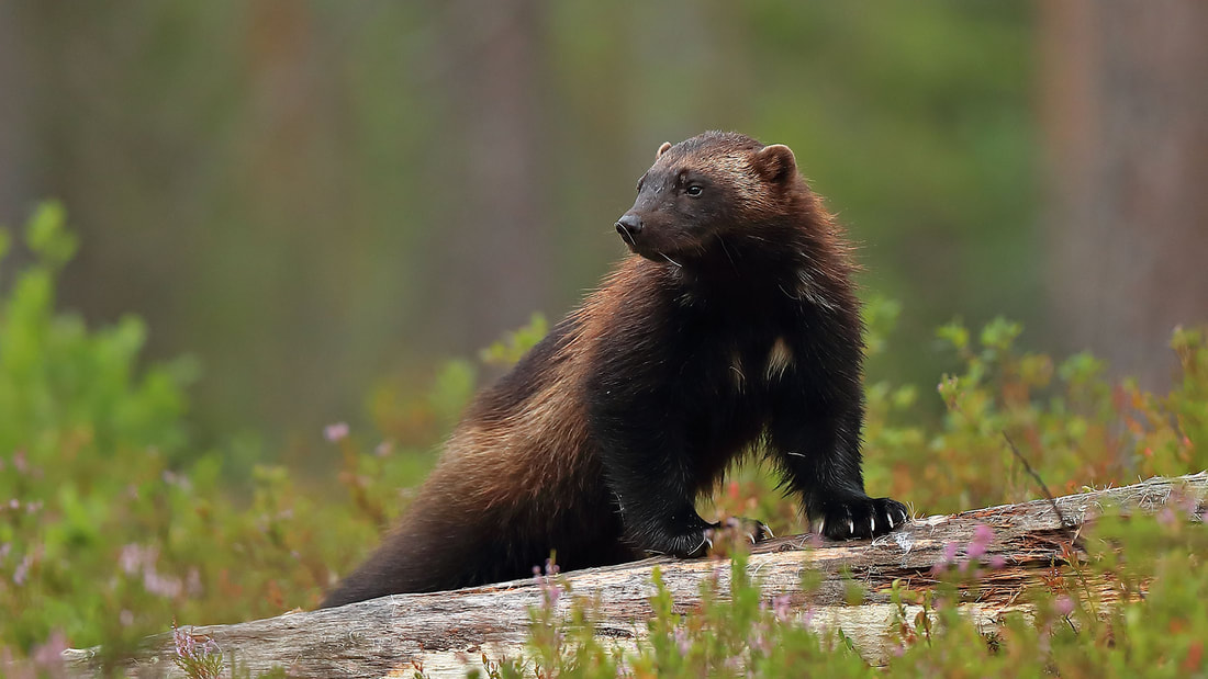 Wolverine in Finland by Bret Charman