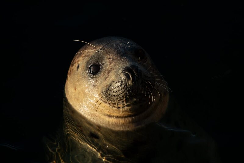 Juvenile grey seal in dark sea, Skomer Island, Wales by Bret Charman
