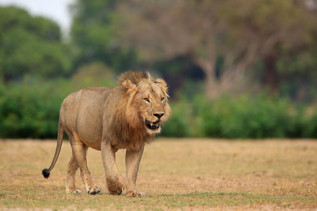 Male African lion, South Luangwa National Park by Bret Charman