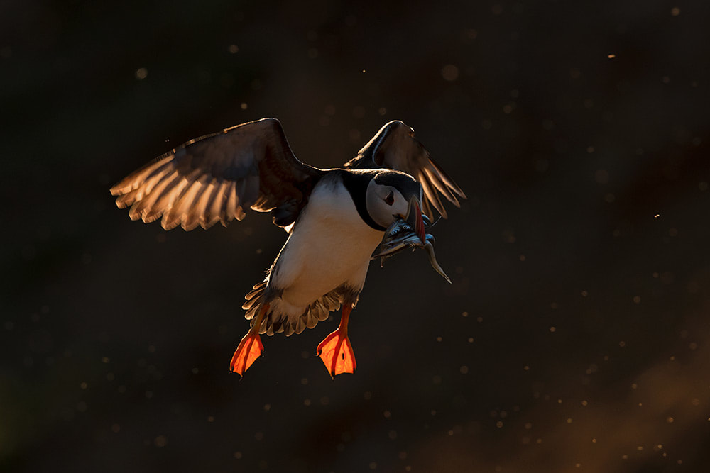 Puffin landing with a beak full of sand eels