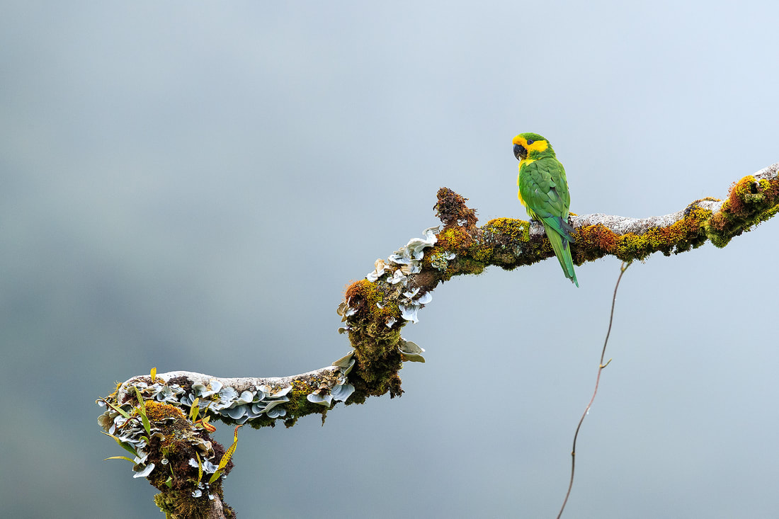 Yellow-eared parrot, Colombia by Bret Charman