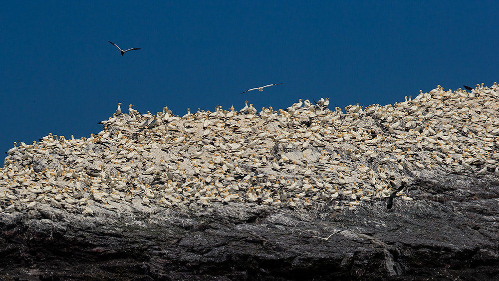 Gannet colony of Grassholm, Wales