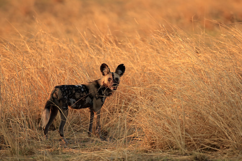 African wild dog (painted dog), South Luangwa National Park by Bret Charman