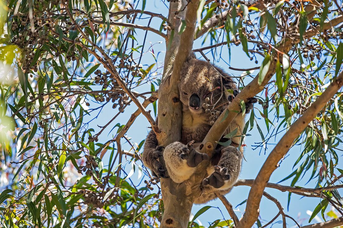 Koala, You Yangs by Bret Charman