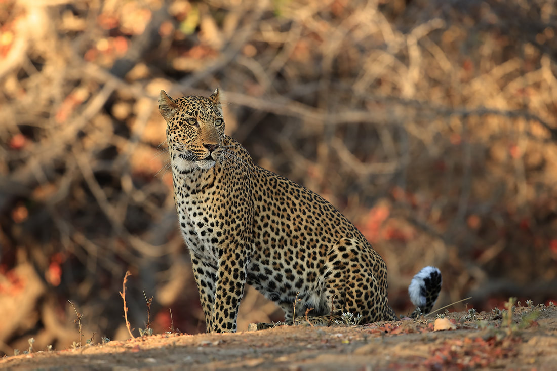 Lucy the leopard, South Luangwa National Park by Bret Charman