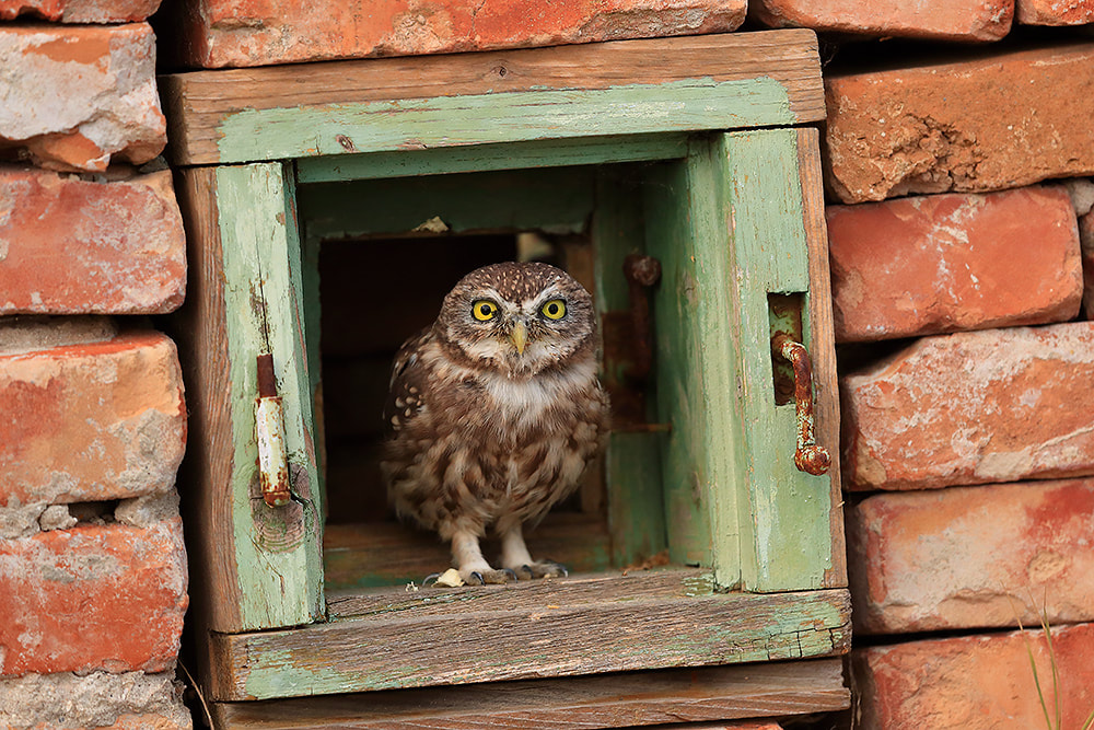 Little owl in window, Danube Delta, Romania, Bret Charman
