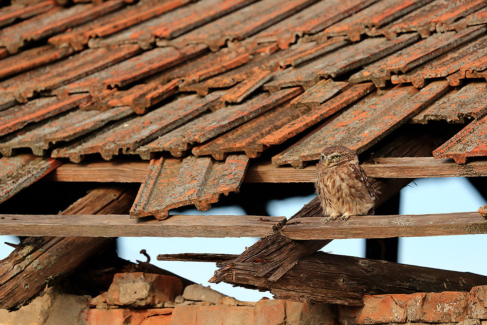 Little owl on abandoned building roof, Danube Delta, Romania, Bret Charman