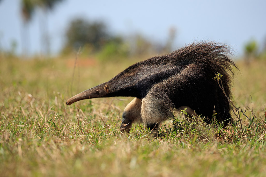 Giant anteater, Brazil by Bret Charman