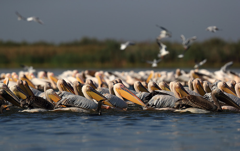 Great white pelicans, Danube Delta, Romania, Bret Charman