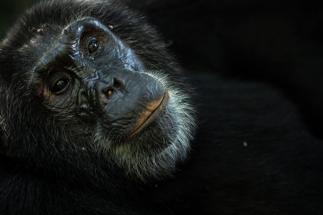 Chimpanzee portrait, Kibale National Park, Uganda by Bret Charman