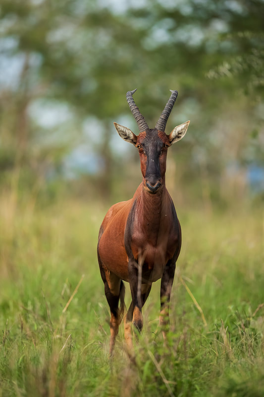 Topi, Queen Elizabeth National Park, Uganda by Bret Charman