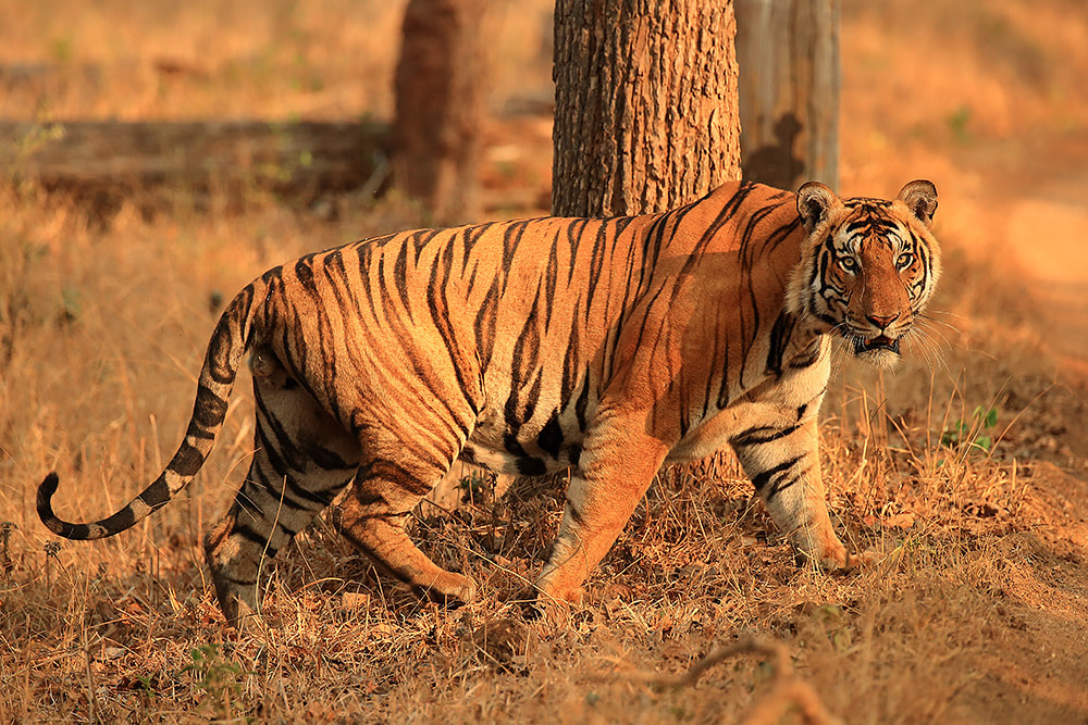 Male tiger in Nagarhole National Park