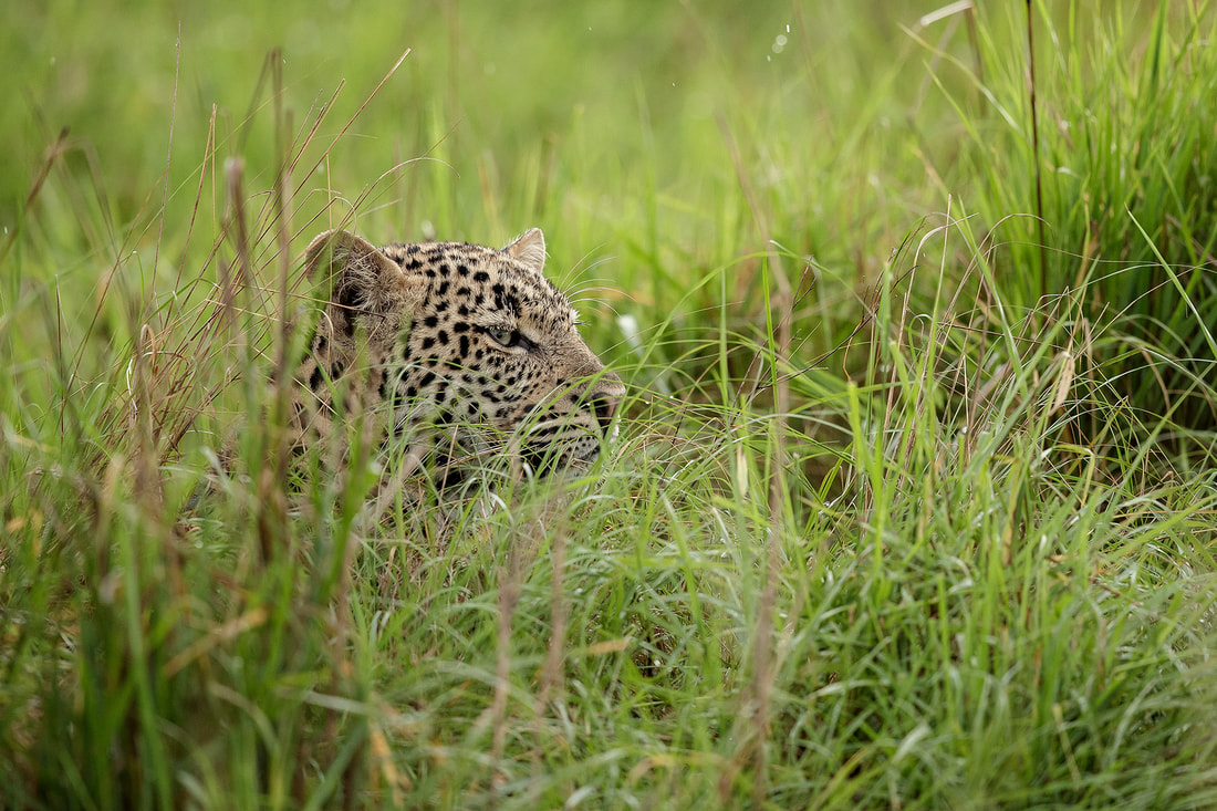 Young leopard, Queen Elizabeth National Park, Uganda by Bret Charman