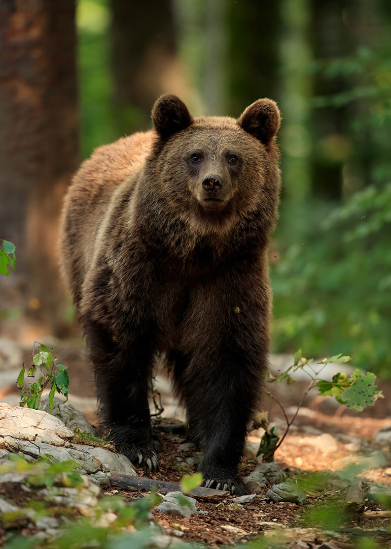 Brown bear portrait, Dinaric Alps, Slovenia (Bret Charman)