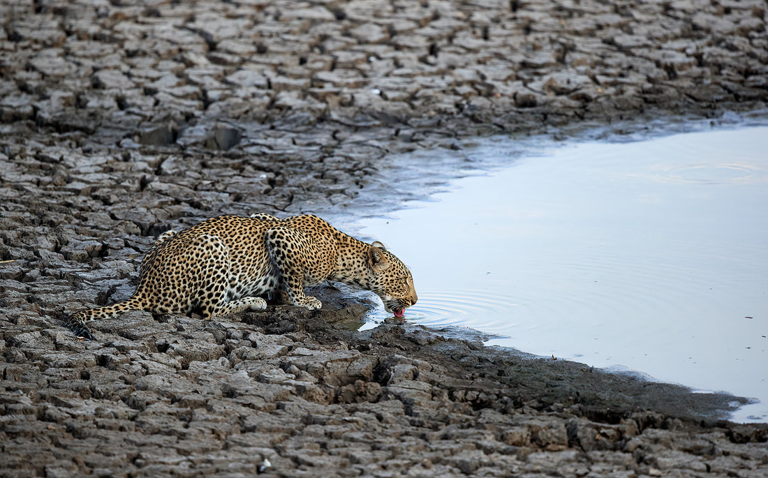 Leopard drinks from shrinking waterhole, South Luangwa National Park, Zambia by Bret Charman