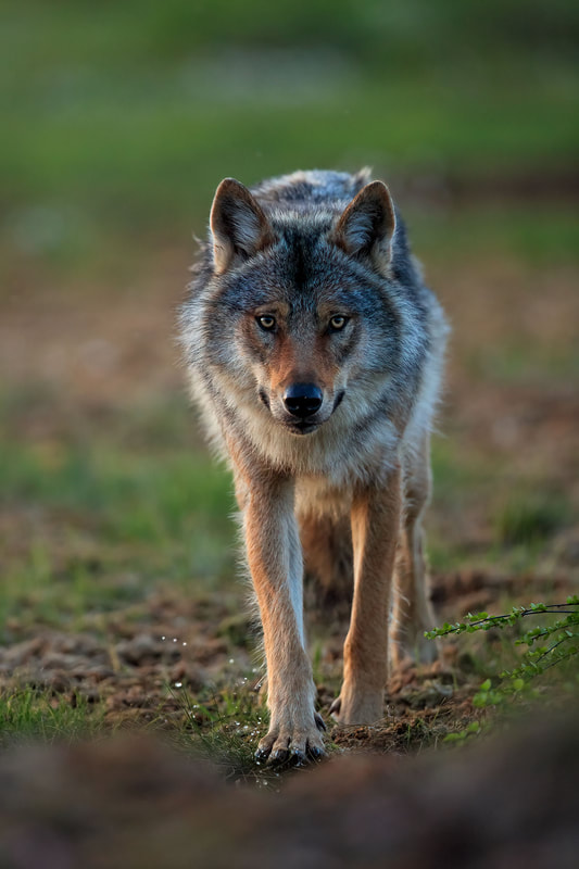 Grey wolf portrait as it walks towards the hide, Finland by Bret Charman