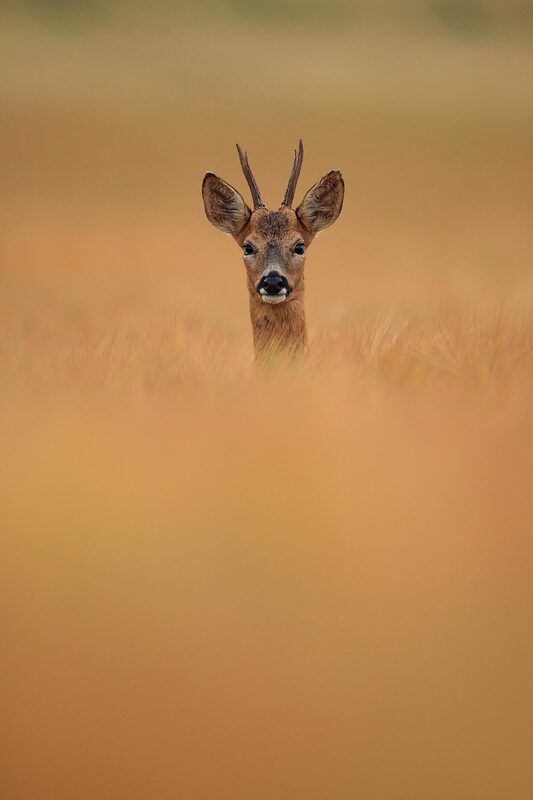Roe deer buck in field of barley, South Downs National Park, Hampshire by Bret Charman