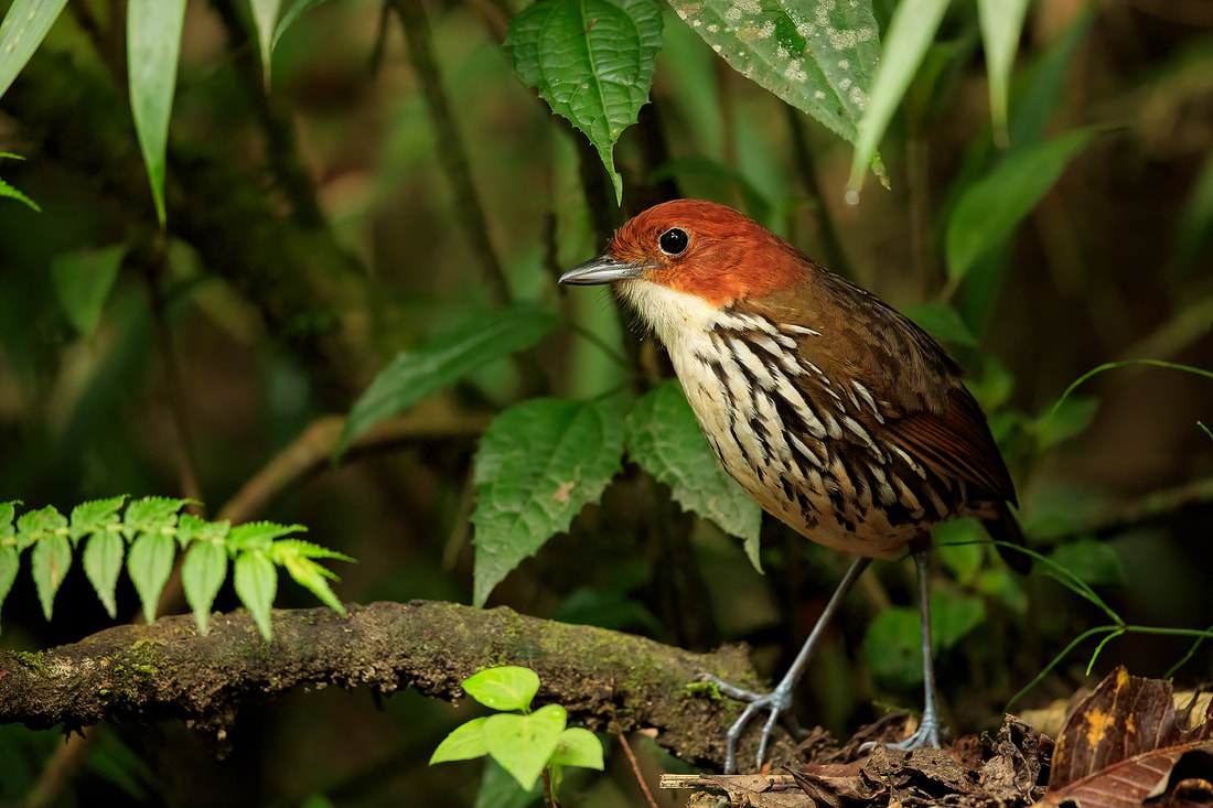 Chestnut-crowned antpitta taken in Colombia by Bret Charman