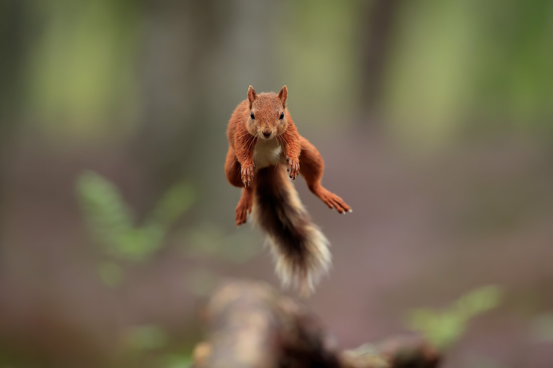 Jumping red squirrel, Cairngorms National Park (Bret Charman)