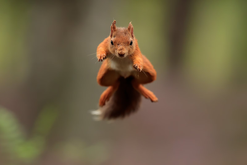 Red squirrel flying through the air, Cairngorms National Park, Scotland by Bret Charman