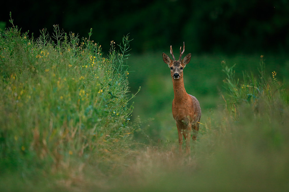 Roe deer buck on edge of oil seed rape, Hampshire, South Downs National Park (Bret Charman)