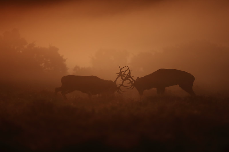 Wild red deer rut on a misty morning in the New Forest, Hampshire by Bret Charman